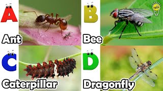 Abc Insect Song  A to Z Insects Song  Insects Alphabet song  Phonics for Kids [upl. by Belden412]