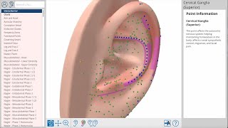 Auriculo360 Your Comprehensive Guide To Ear Acupuncture [upl. by Florette]