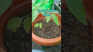 Cherry tomato tomato homegrowntomatoes tomatogarden gardening [upl. by Seabrooke]