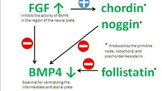 Functions of Various Organizer Proteins [upl. by Yoj866]