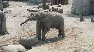 Afrikanischer Elefant Tusker im Zoo Basel balanciert Holz [upl. by Raina784]