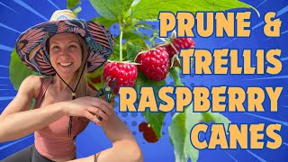 Mastering Raspberry Pruning amp Trellising Expert Tips amp Techniques 🌿✂️ [upl. by Llehsyt]