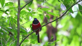 Red Naped Trogon 红枕咬鹃 [upl. by Amaerd435]