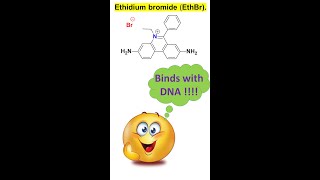 shorts Ethidium bromide EthBr as DNA intercalating agents by Dr Tanmoy Biswas [upl. by Daraj]