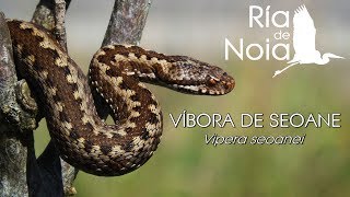 Víbora de Seoane Vipera seoanei Ría de Noia [upl. by Ludovika]