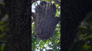 La Increíble Importancia de las Abejas [upl. by Sotnas]