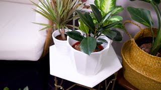 Rubber Plant Ficus Elastica Care amp Growing Guide  Plant Mom Care [upl. by Lizned96]