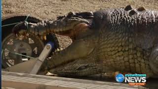 Qld police search for killer of up to 100yo Fitzroy River croc fine of up to 28k [upl. by Yun]