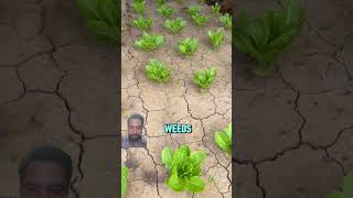 Laser Weeding Robot How Al is Transforming Agriculture shorts technology farming [upl. by Anihcak]