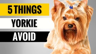 5 Things You Must Never Do to Your Yorkshire Terrier [upl. by Spiegelman709]