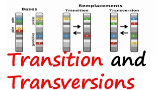 Transition and transversions [upl. by Ace868]