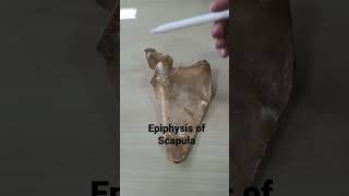 Epiphysis of Scapula [upl. by Secrest]