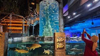 I Visited The Biggest Aquarium in Malaysia  Aquaria KLCC [upl. by Idarb]