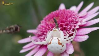 A Goldenrod Crab Spider Catches Hover fly Ischiodon sp [upl. by Paula]