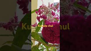 Kukkuda chul ke plant [upl. by Elianore]