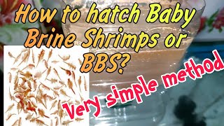 Paano Magpahatch ng Baby Brine Shrimp Eggs BBS Simple Method [upl. by Anitnamaid]