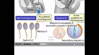 Gametogenesis animation [upl. by Ayekam]