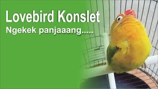 LOVEBIRD konslet NGEKEK PANJANG [upl. by Bordiuk]