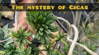 The Mystery of Dorstenia Gigas [upl. by Teeter]