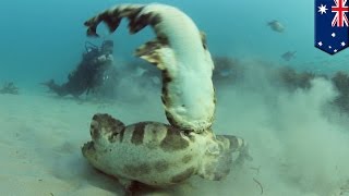 Wobbegong sharks caught on camera thrashing underwater in mating ritual off Gold Coast  TomoNews [upl. by Dutchman]