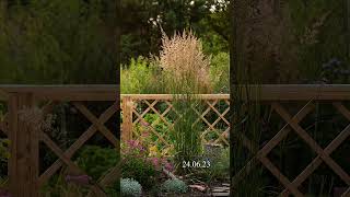 Calamagrostis acutiflora Karl Foerster  Війник гостроквітковий KFoerster garden perennialgarden [upl. by Amasa]