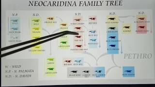 EverEvolving Neocaridina Shrimp Genetic History  How to Breed Cherry Red Rili amp Blue Dream Shrimp [upl. by Dinnage]