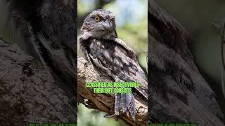 Tawny Frogmouth the Natures Master of Camouflage shorts [upl. by Anele729]