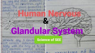 Science for SEE Human Nervous System amp Glandular Systemquestions answers from Shreesha [upl. by Gayler]