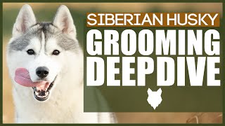 How To Groom A SIBERIAN HUSKY  Grooming DEEPDIVE [upl. by Ameyn]