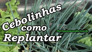 Como replantar cebolinhas facilmente dicas de horta [upl. by Schramke159]