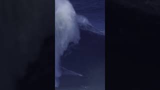 the BIGGEST wave EVER surfed [upl. by Nehemiah]