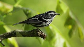 BlackandWhite Warbler [upl. by Ambrogino558]