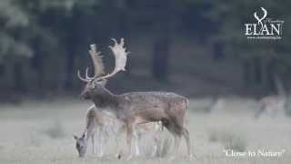 FALLOW BUCK RUTTING SEASON IN HUNGARY [upl. by Zizaludba]