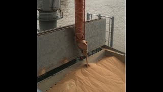 NEUERO Ship Loader  Grain  Live Video showing grain ship loading [upl. by Cottle]