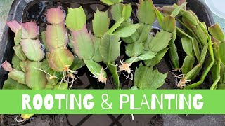 Rooting and Planting Schlumbergera Cactus  Thanksgiving Christmas Cactus [upl. by Ellerrehc]