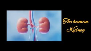 the human kidney fully explain in English like subscriber [upl. by Ahsiruam728]