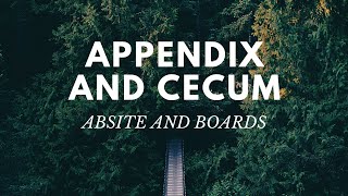 Appendix and Cecum ABSITE and Boards Review [upl. by Yelda]