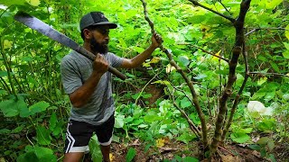 The World Famous Kadavu Kava🇫🇯 [upl. by Anelliw]