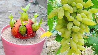 Easy way to grow grape tree with apple fruit  simple method propagate grape tree with apple [upl. by Baird]