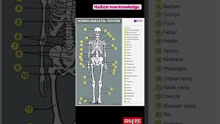 The skeletal system [upl. by Werd223]