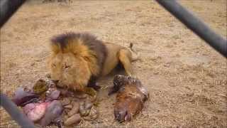 Antelope Park  Zimbabwe  Lion Feeding [upl. by Melc]