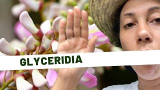 🌱Plantes médicinales Jour 26  Le GLYCERIDIA [upl. by Tibold]