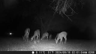 Pretty deer in the night scattered across the yard trail camera 20240930 [upl. by Rotciv707]