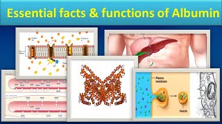 Essential facts amp functions of Albuminmlsmedilabacademyalbumin [upl. by Nilyak]