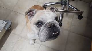 Bulldog Dry Crusty Hyperkeratosis Nose by Dr Kraemer Vet4Bulldog Bully Specialist [upl. by Durkin]