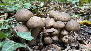 4K Lyophyllum decastes Mushroom Identification [upl. by Darach]