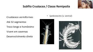 29 AULA  Filo Arthropoda  Subfilo Crustacea características gerais das classes Cephalocarida [upl. by Niac]