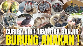 CEK HARGA ANEKA JENIS BURUNG ANAKANLOLOHAN TERBARU 2024 DI PASAR BURUNG PRAMUKA [upl. by Wynn]