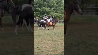 Polocrosse equine horse equestrian horsebackriding pony [upl. by Ignace]