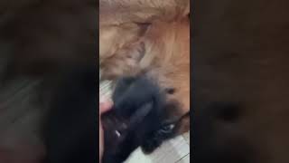 Dog dog lover l dog in enjoying mood l german Shephard l Aha tamater rhymes l yt short l nature [upl. by Kimber659]